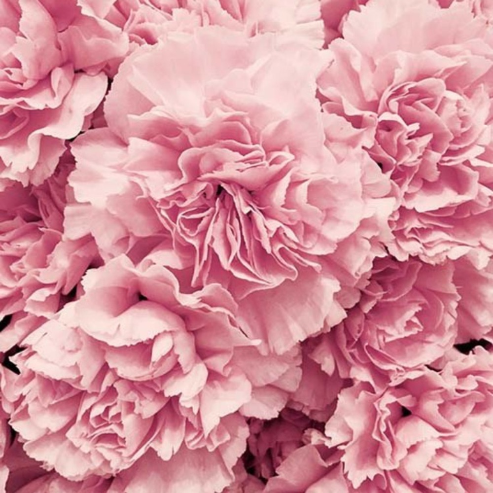 Meet your Posher, Kiara